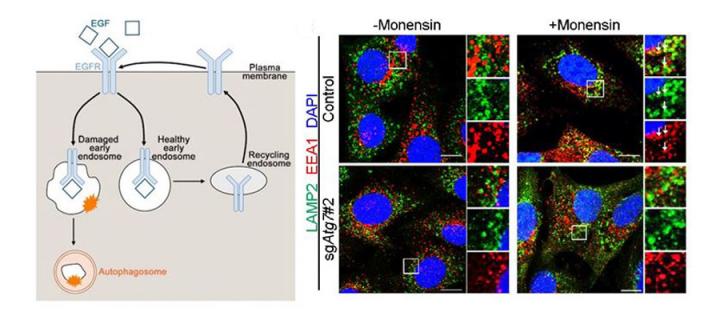 The study by Fraser et al. identifies a novel function of the autophagy machinery in recognising damaged early endosomes, the absence of which compromises EGFR trafficking and signalling. 