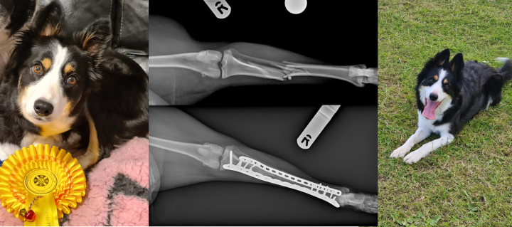Photos of border collie dog and xrays of her injured leg before and after surgery