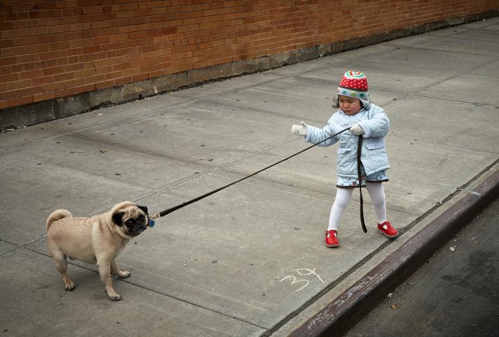 A small girl pulling a dog on its lead
