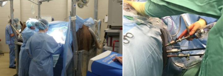equine surgery - Laparoscopy 