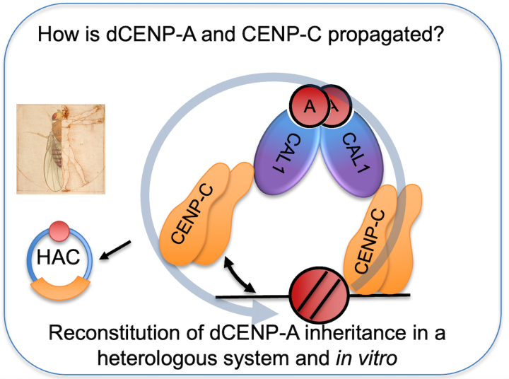 Heun lab research image, details in text