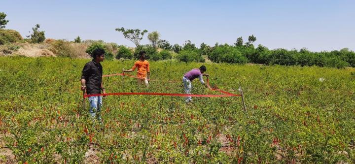 Farmers in a chilli field 