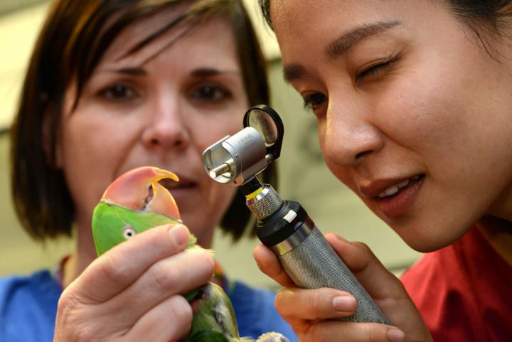 A vet and a student examine a parrot