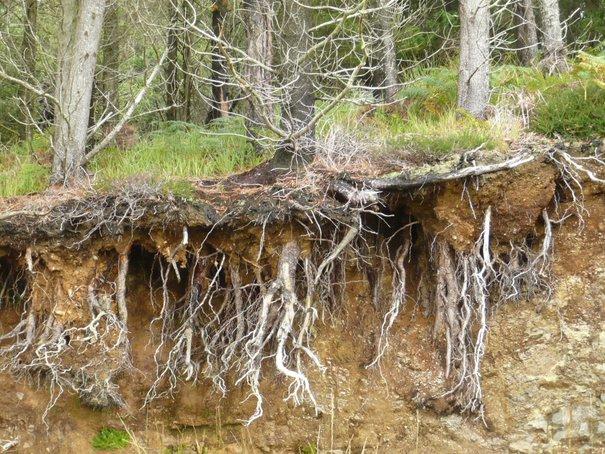 Exposed tree roots