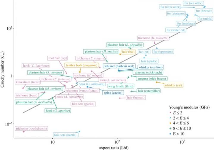 Plot showing flexibility versus aspect ratio of biological hairs 