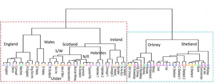 Genetic tree showing differentiation of Orkney, Shetland and Hebridean ancestry to mainlaind UK