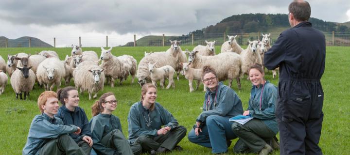 Students in a field with sheep in the background