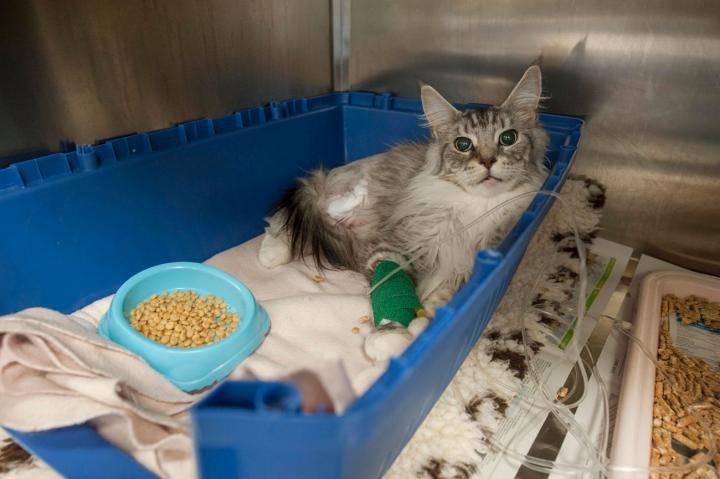 A cat with a bandaged paw recovering in the feline ward