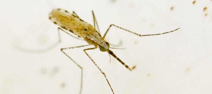 Female mosquito