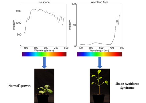 Spectral irradiancemeasurements from open and woodland floor environments and the characteristic growth responses in plants