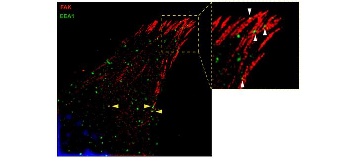 Focal Adhesion Image From Frame Group