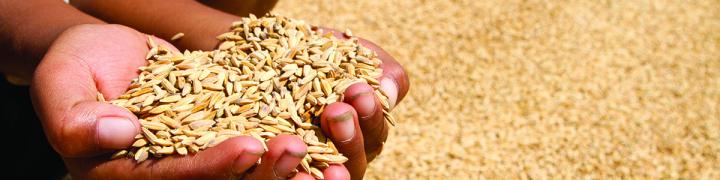 Hands holding grain.