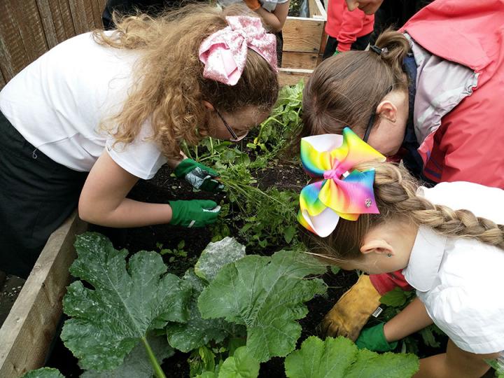 Green Learning project, Leith Community Crops, 2018