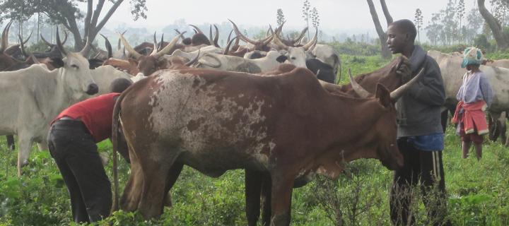 Fulani cattle in east Africa