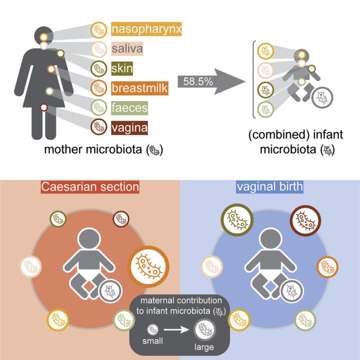 A graphic summary describing different ways microbes are transferred from mother to baby after birth