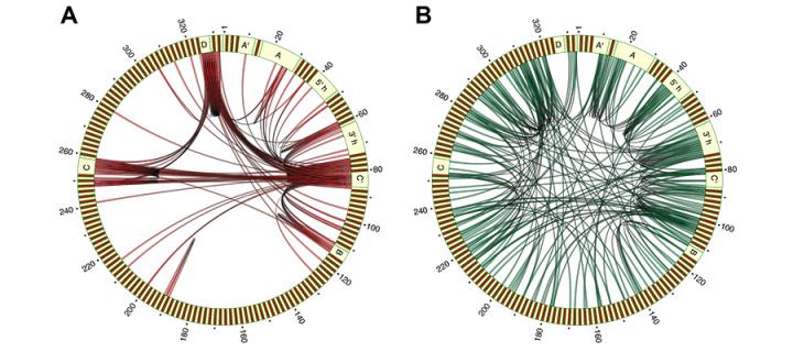 Networks of interactions between mutations in the U3 snoRNA gene.