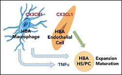 A role for macrophages in haematopoiesis in the embryonic head