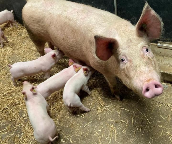 genetically altered piglets