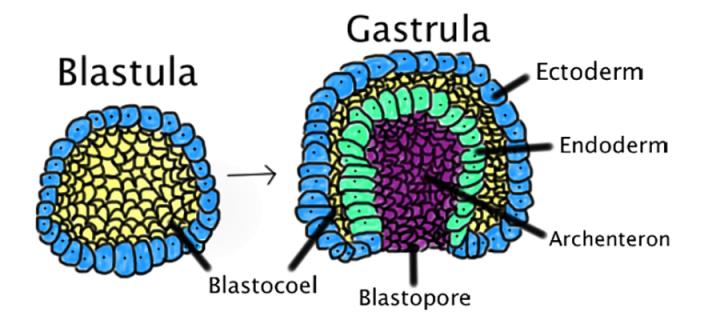 The process of gastrulation