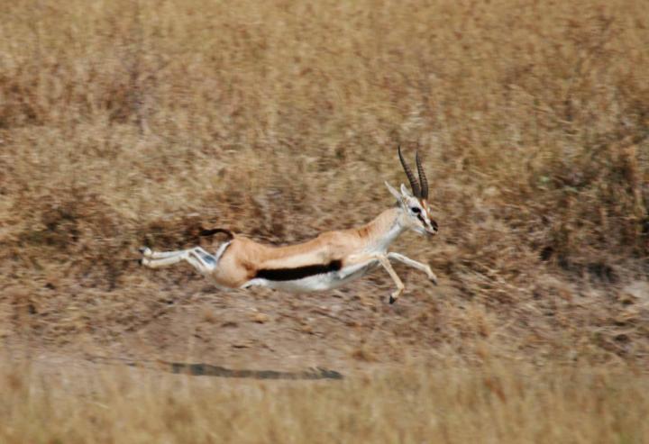 Photograph of a gazelle mid jump. The gazelle is surrounded by long grass and bushes and small trees behind it. 