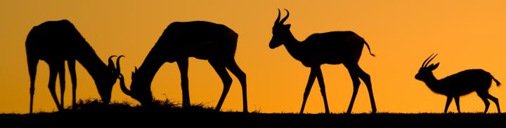 Image of 4 gazelles grazing. The 4 silhouettes are in front of an orange sky at sunset.