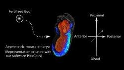 Asymmetric mouse embryo