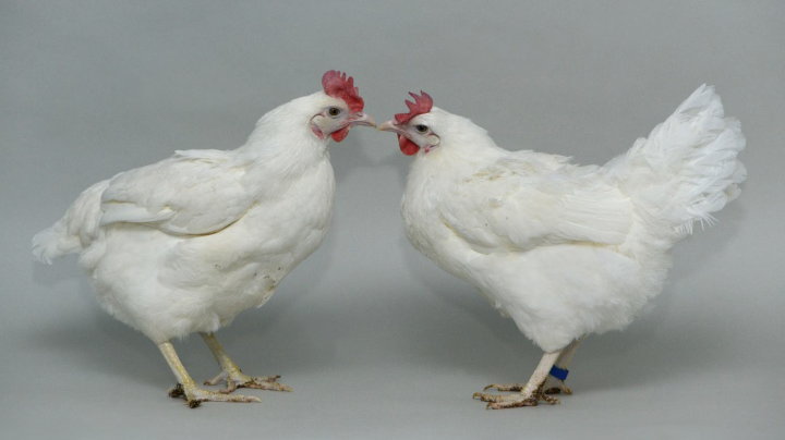 Two identical white chickens pictured against a grey background