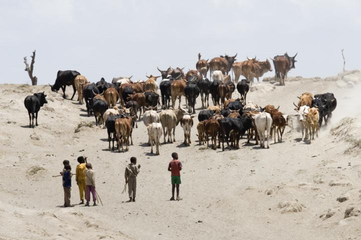 Children herd cattle in East Africa