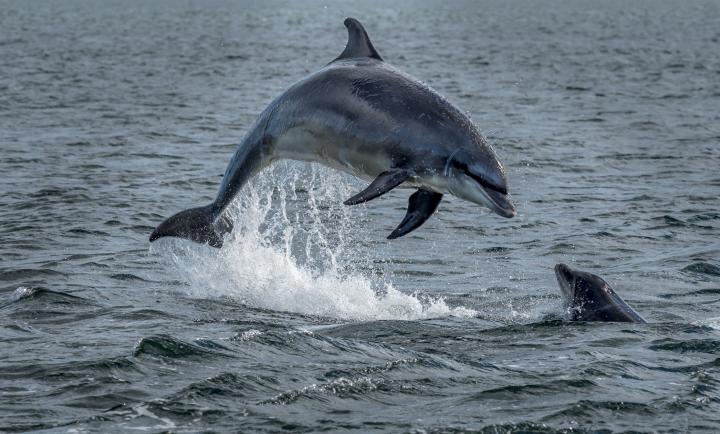 Wild bottlenose Dolphins Jumping Out Of Ocean Water At The Moray Firth Near Inverness 