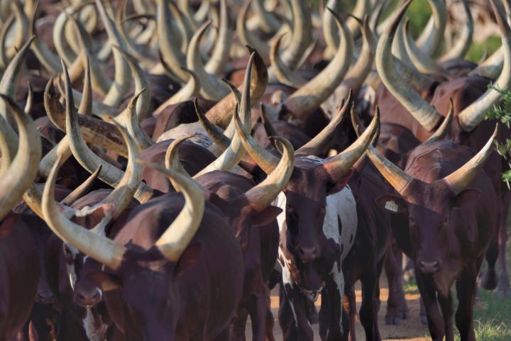 A large herd of ankole dairy cattle block the roadway as the farmer herds them in for the evening milking.