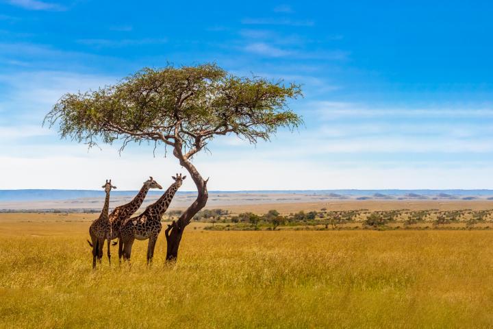 Giraffes on savanna