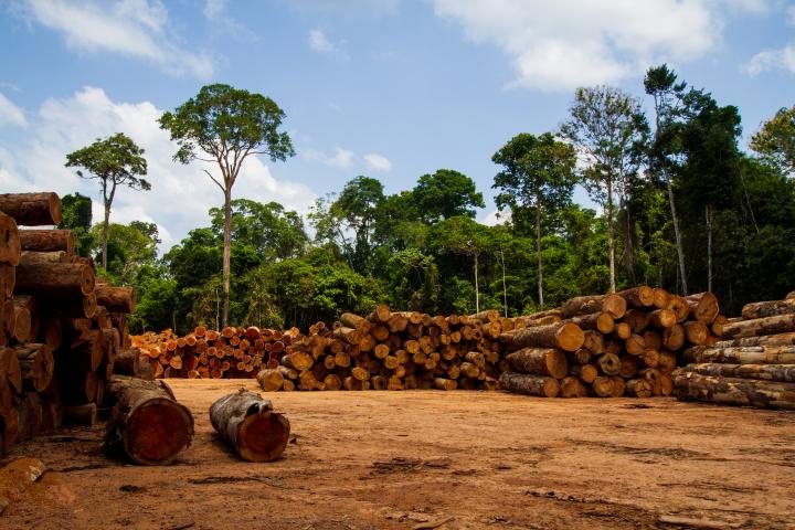 Logs in a sawmill yard in the Amazon rainforest, Brazil