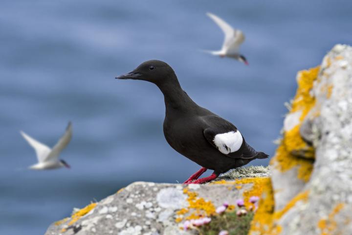 Black guillemot resting on rock ledge in sea cliff and Arctic terns flying by in spring, Shetland Islands,