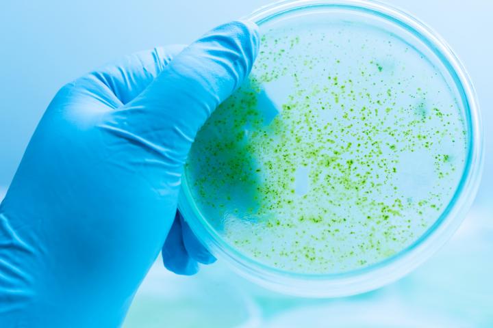 Gloved hand holding cyanobacteria in a petri dish