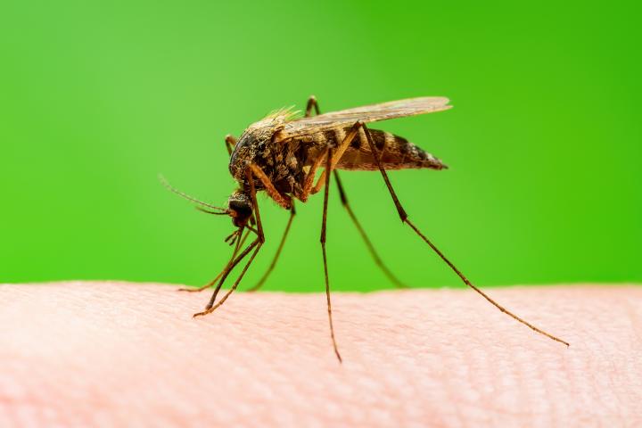 Close-up image of an anopheles mosquito