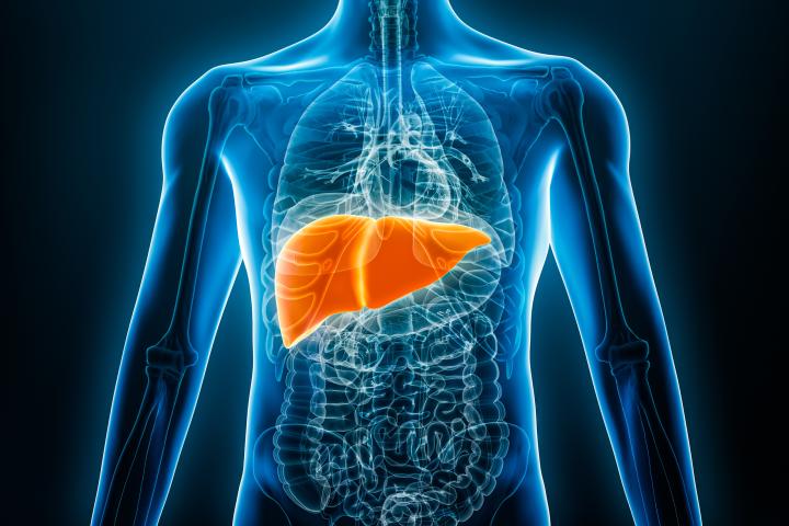 Medical 3D illustration of male body with outline of internal organs. The liver is highlighted in orange.