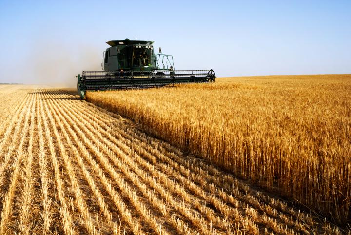 Image of a combine harvester in a wheat field