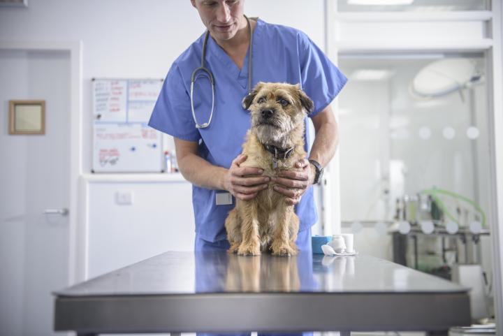 Vet holding dog on table in veterinary surgery