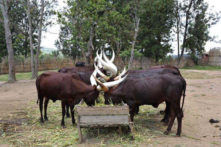 Cattle farming in Rwanda