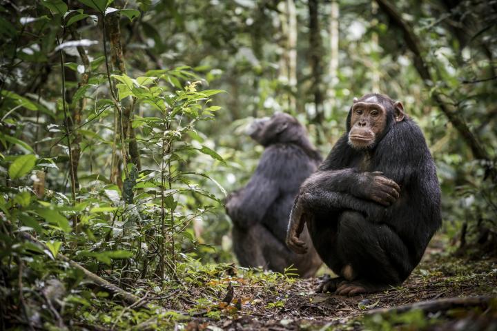 Image of chimpanzees in tropical forest in Uganda