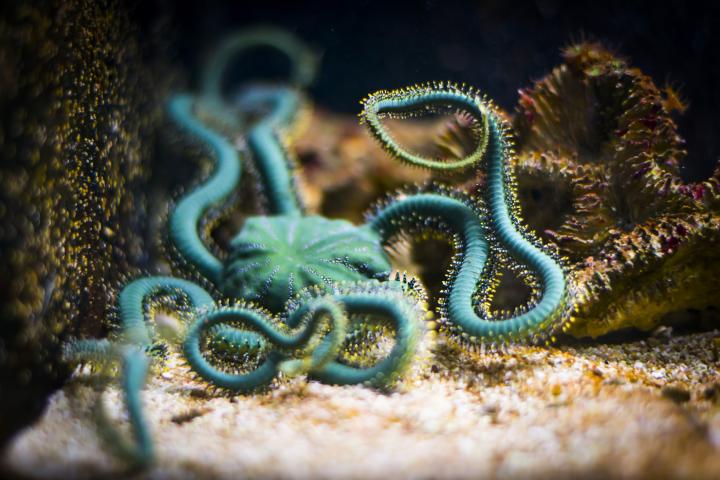 Marine species, such as brittlestar, are threatened by excessive human activity
