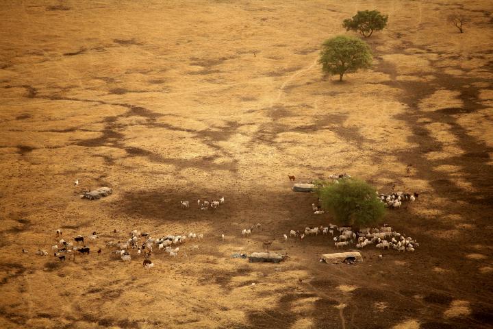 Drone view of cattle grazing 