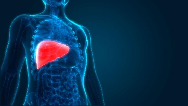 Illustration of a human torso with the liver highlighted in red