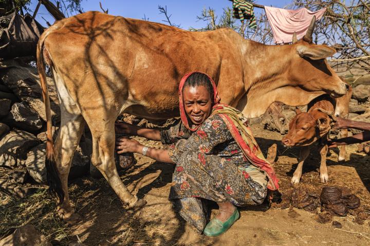 Ethiopian woman milking a cow in a village near the town of Lalibela 