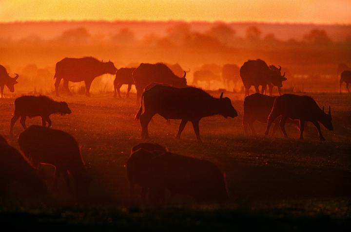 Cattle walk across a field during sunset