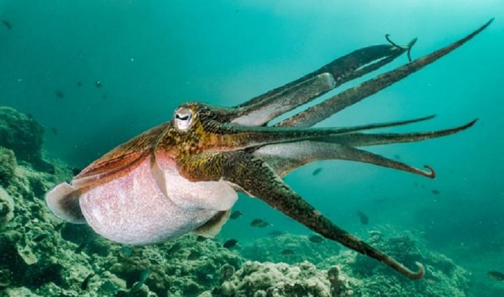 Underwater squid- Getty images
