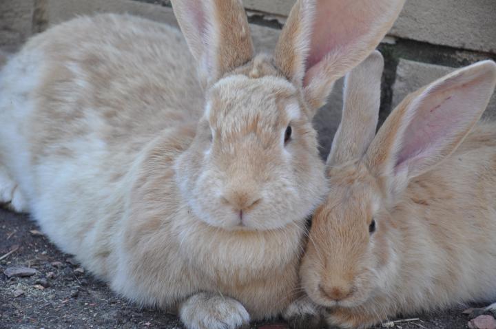 Giant Continental rabbits