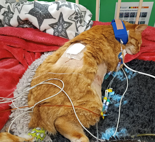 ginger cat lying on blankets in hospital setting connected to monitors and tubes 