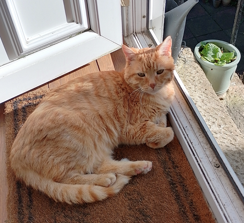 healthy ginger cat sitting on a doorway in the sunshine