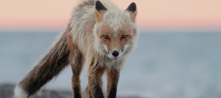fox in the artic
